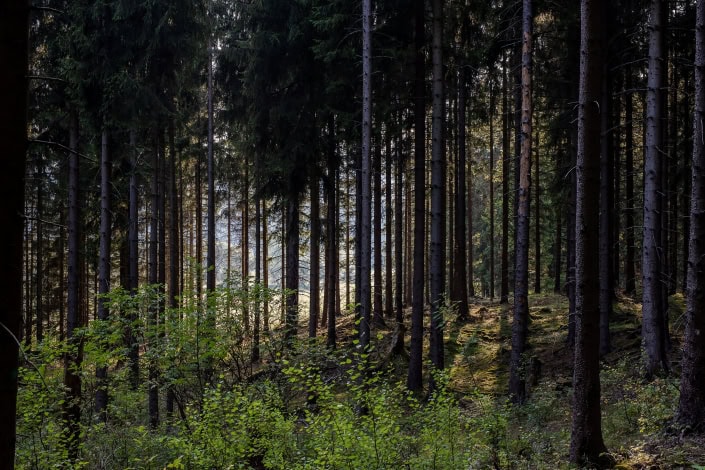 der schöne Thüringer Wald der Thüringer Wald in den frühen Abendstunden bei Meyersgrund, Canon EOS R & Sigma Art 50mm