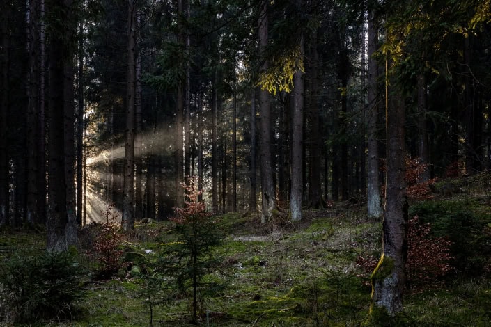 Lichtspiel im Thueringer Wald Sonnenstrahlen im grünen Thüringer Wald, fotografiert mit der Canon EOS R & Sigma Art 50mm