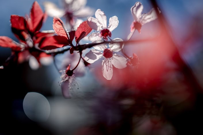 Frühlingsboten im Jahr 2020 Macroaufnahme von Blüten, gegen die Sonne fotografiert