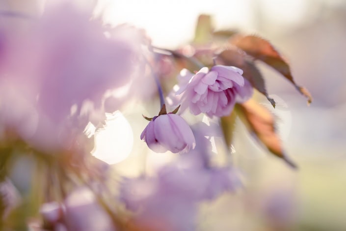 Frühling im Corona Jahr 2020 Makroaufnahme von zwei rosa Blüten im Frühjahr 2020 Canon EOS R & RF 35mm Makro