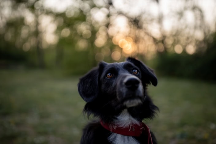 Hundeportrait im Sonnenuntergang Hundeportrait gegen die untergehende Sonne am Löberwallgraben in Erfurt fotografiert Canon EOSR & CANON EF 35mm MKII