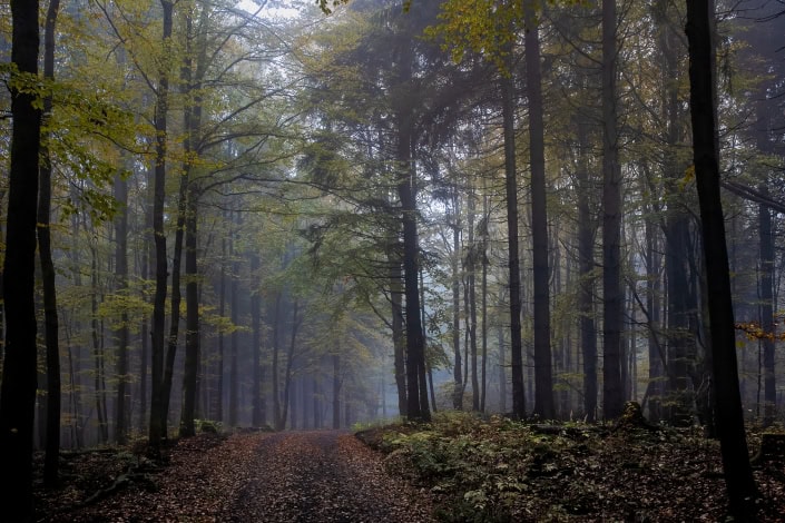 leichter Nebel im herbstlichen Thüringer Wald leichter Nebel im herbstlichen Thüringer Wald in der Nähe des Adlersberg bei Vesser Canon EOSR6 & EF 35mm f/1.4l ii usm