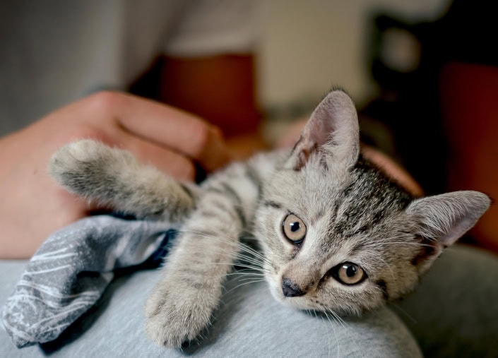 Homeshooting Katzenbaby Homeshooting Katzenbaby