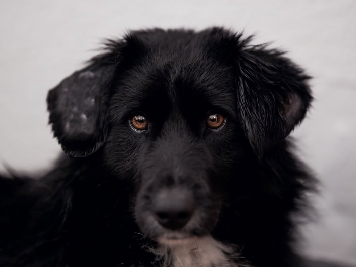 Hundefotografie & Haustiefotografie in Erfurt und Thüringen, Outdoor & als Homestory Hundefotografie & Haustiefotografie in Erfurt und Thüringen, Outdoor & als Homestory