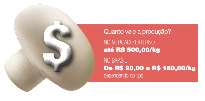 cultivo de cogumelos