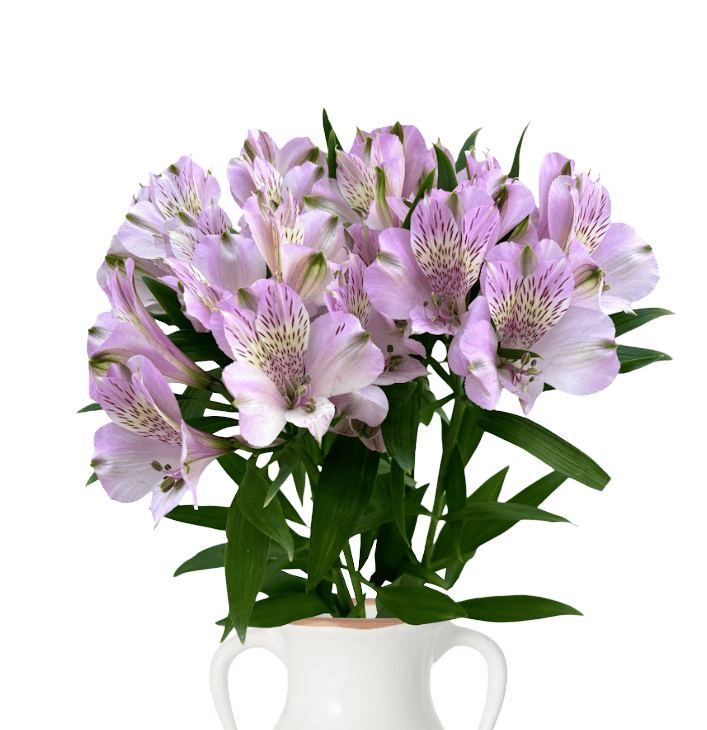 Alstroemeria Supreme - Image 2