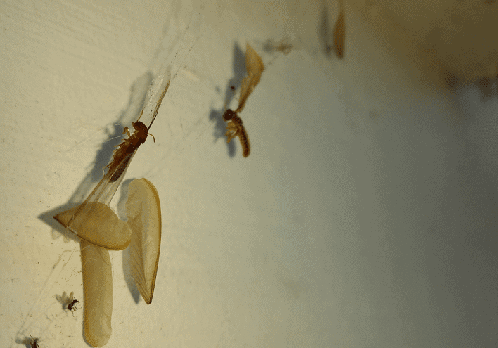 Flying termites stuck in spider web.