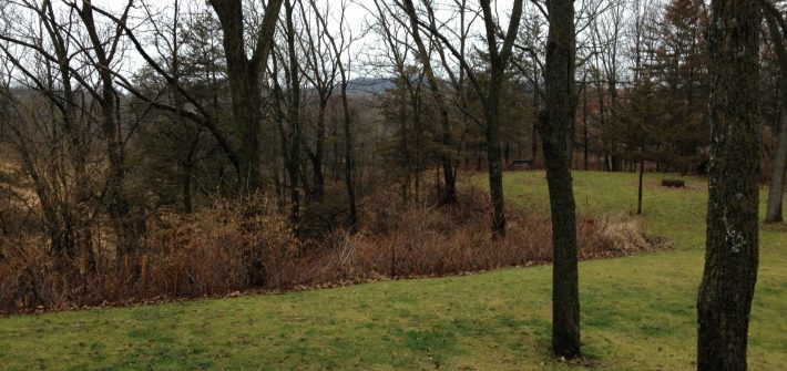 ASimpleHomestead.com - green backyard in December
