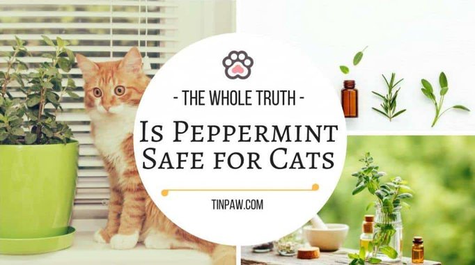 Is Peppermint Safe for Cats (1)