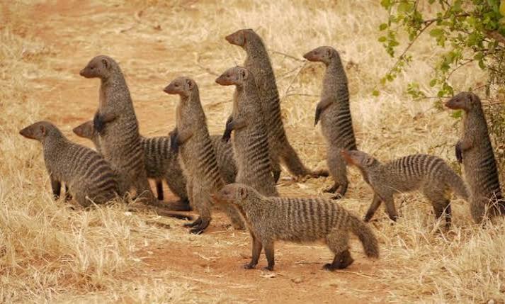 Understanding Animal Behavior in Uganda