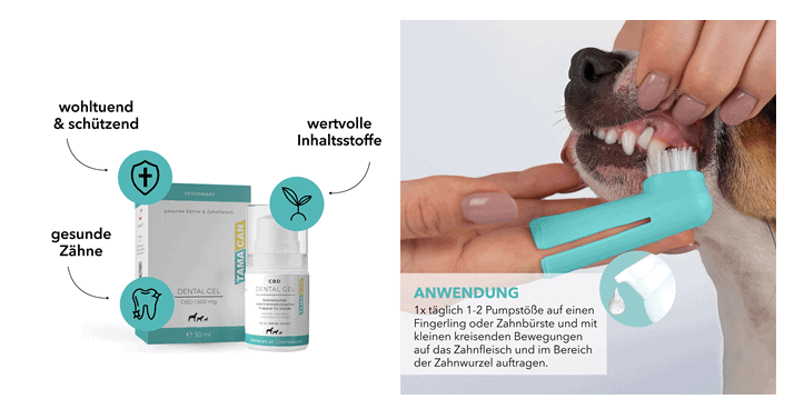 Zahnpflege Hund