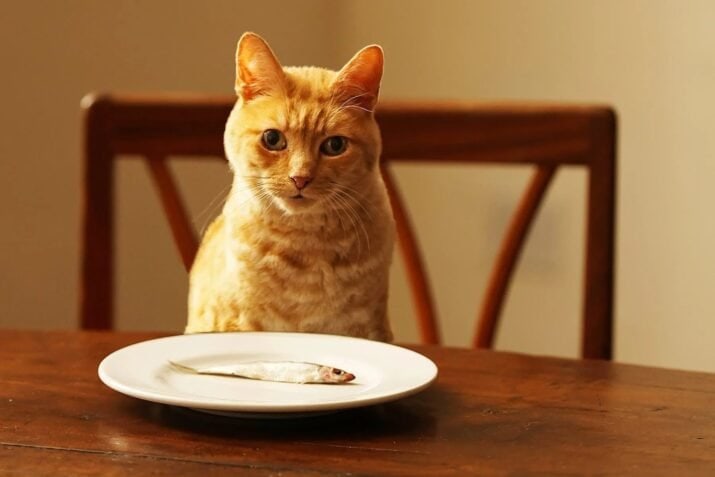 cat food