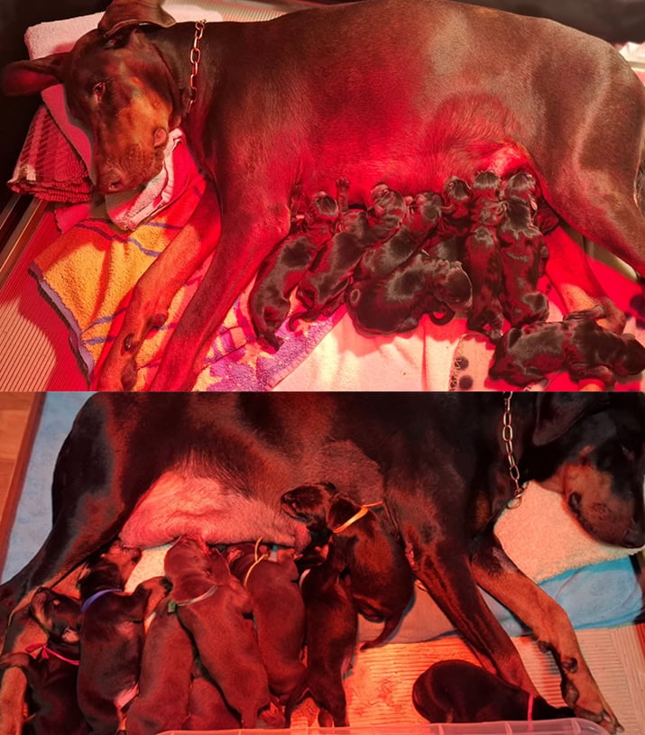 Dobermann cuccioli Allevamento della Selviata