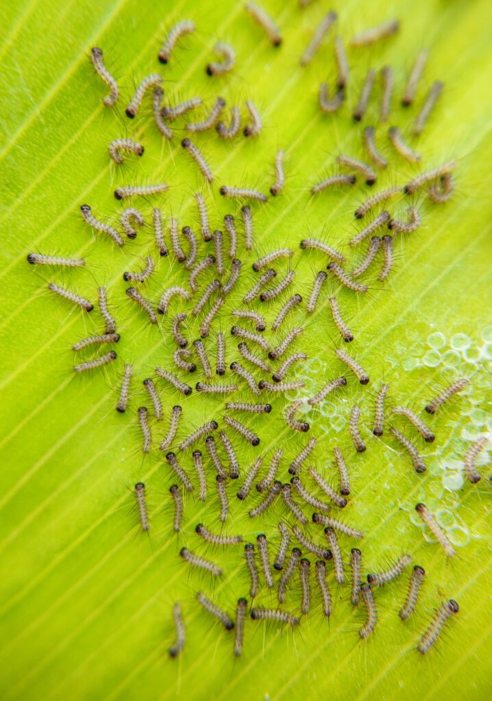 "Neem oil plant-based insecticide spray for eco-friendly pest control in 2025"