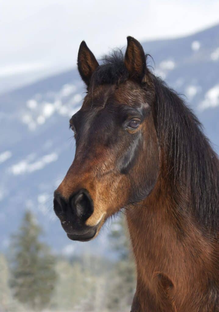 Cool Canadian Horse Names