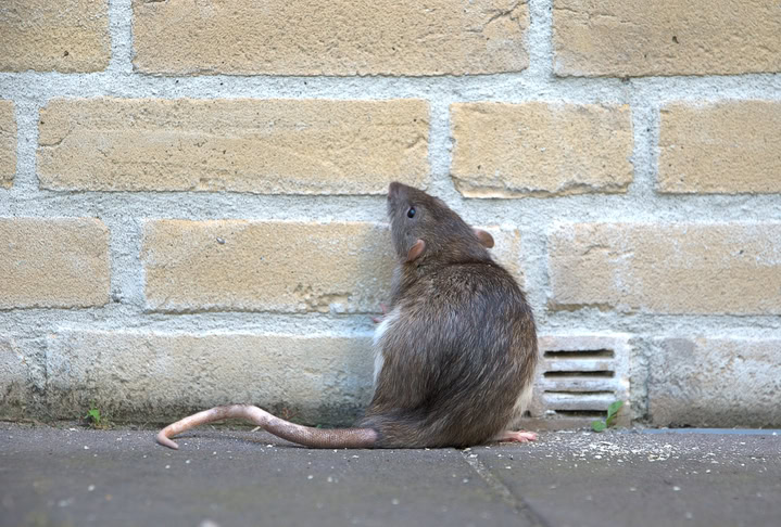 rat outside on street