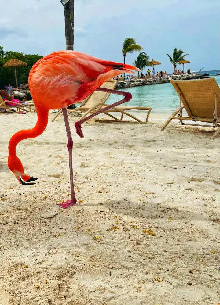 Flamingo Beach Aruba