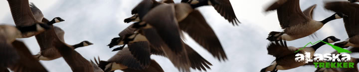 hunting_in_alaska
