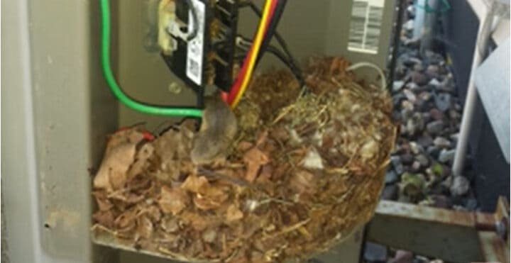 mice chewing wiring