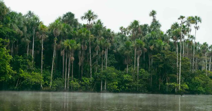 Rainforest