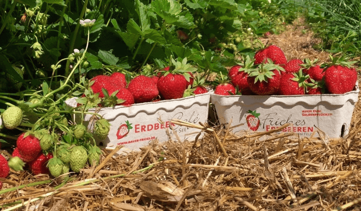 Fricke-Erdbeeren