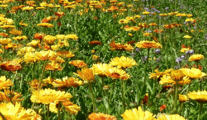 Blumenwiese-3-1