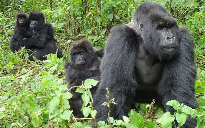 4 Days Bwindi Gorillas and Rwanda Golden Monkey Trekking Tour