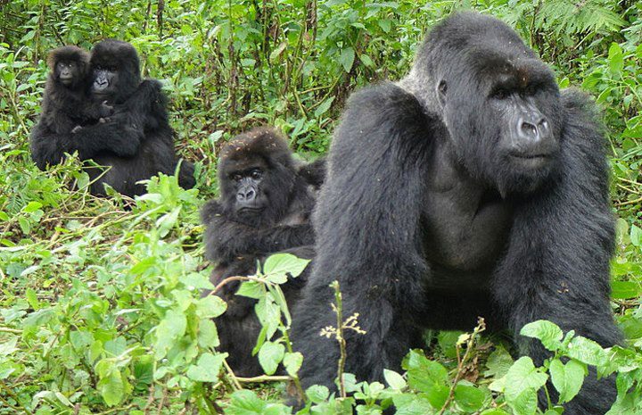 5 Days Bwindi Gorillas and Kibale Chimpanzee Safari from Kigali