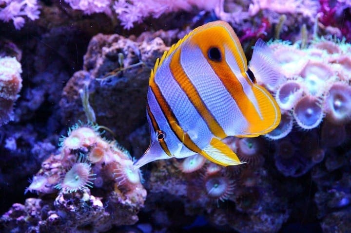 butterfly-fish-not-reef safe