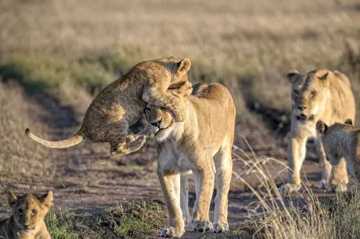 queen Elizbeth national park