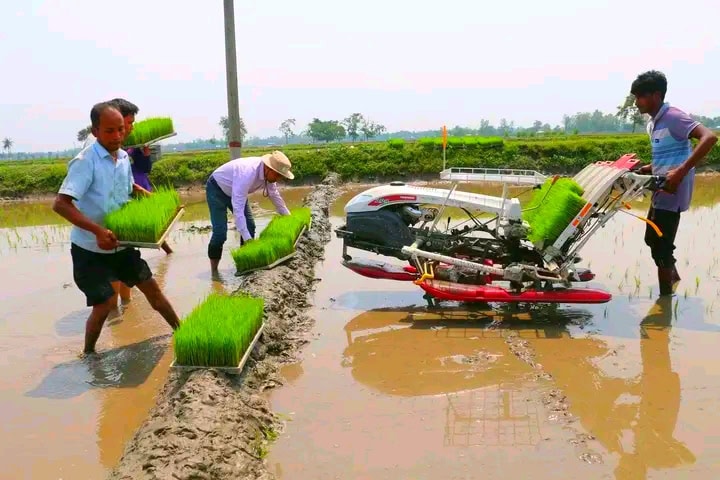 নীলফামারীর ডোমার ভিত্তি বীজ আলু উৎপাদন খামারে আউশ ধানবীজ রোপণ কার্যক্রম শুরু