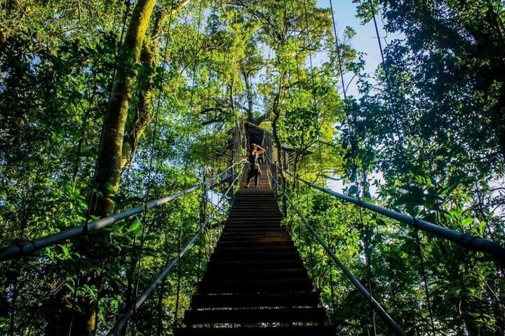 Travelers walking across the thrilling hanging bridges in the lush Heliconias Rain Forest.
