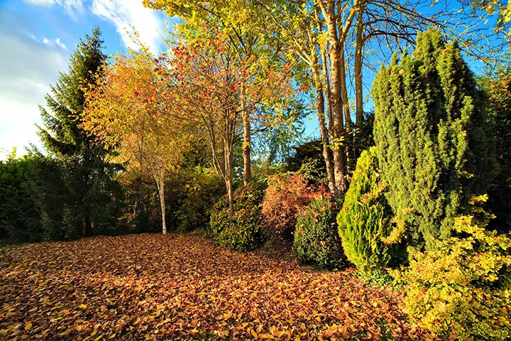 Autumn leaf clearance