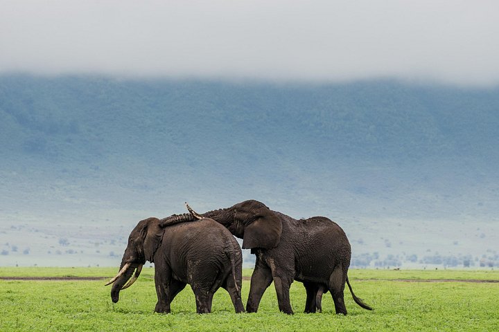 elephants