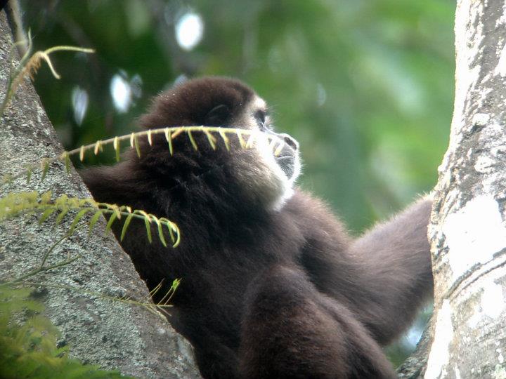 Thailand - Khao Yai National Park