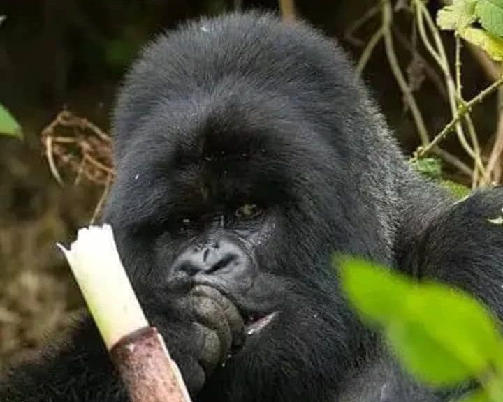 The Finest Luxury Gorilla Trekking Experiences