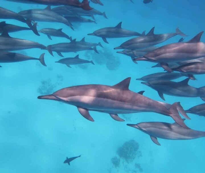 Genießen Sie den Ausflug Hurghada Schwimmen mit Delfinen