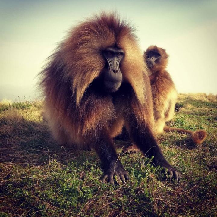 A young female gelada grooming the dominant breeding male of her group.