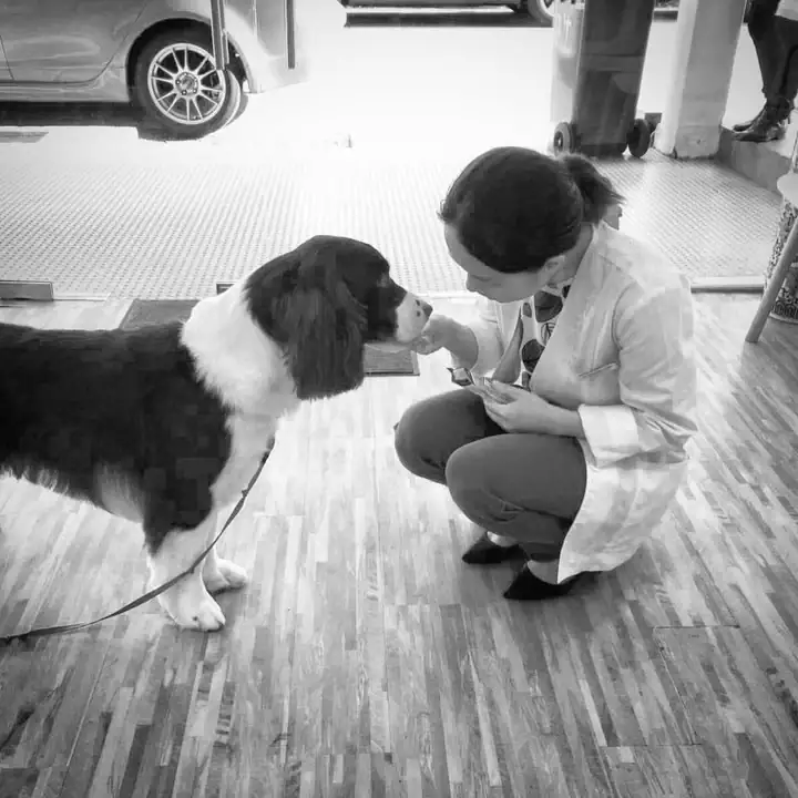 Brighton Vet Care (Katong)