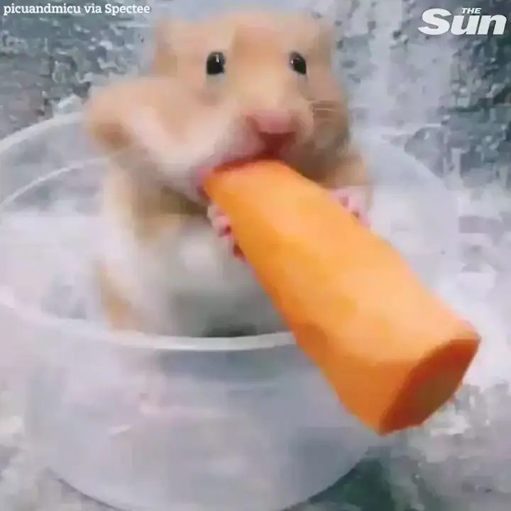 倉鼠