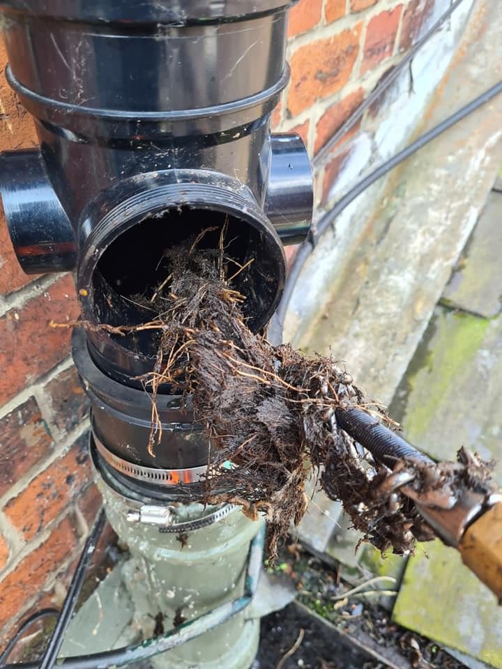 Tree roots in drain 5