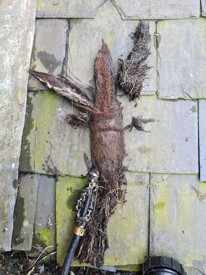 Tree roots in drain 4