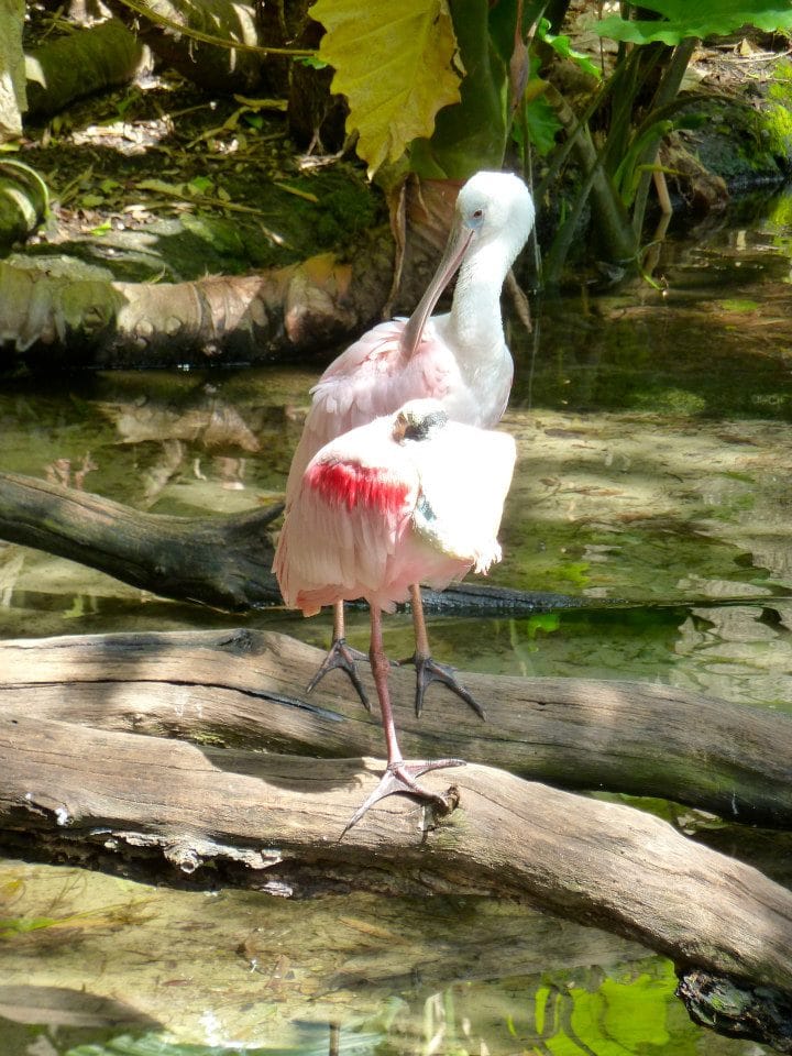 Tropical birds in shaded habitat at Disney World Animal Kingdom Oasis area