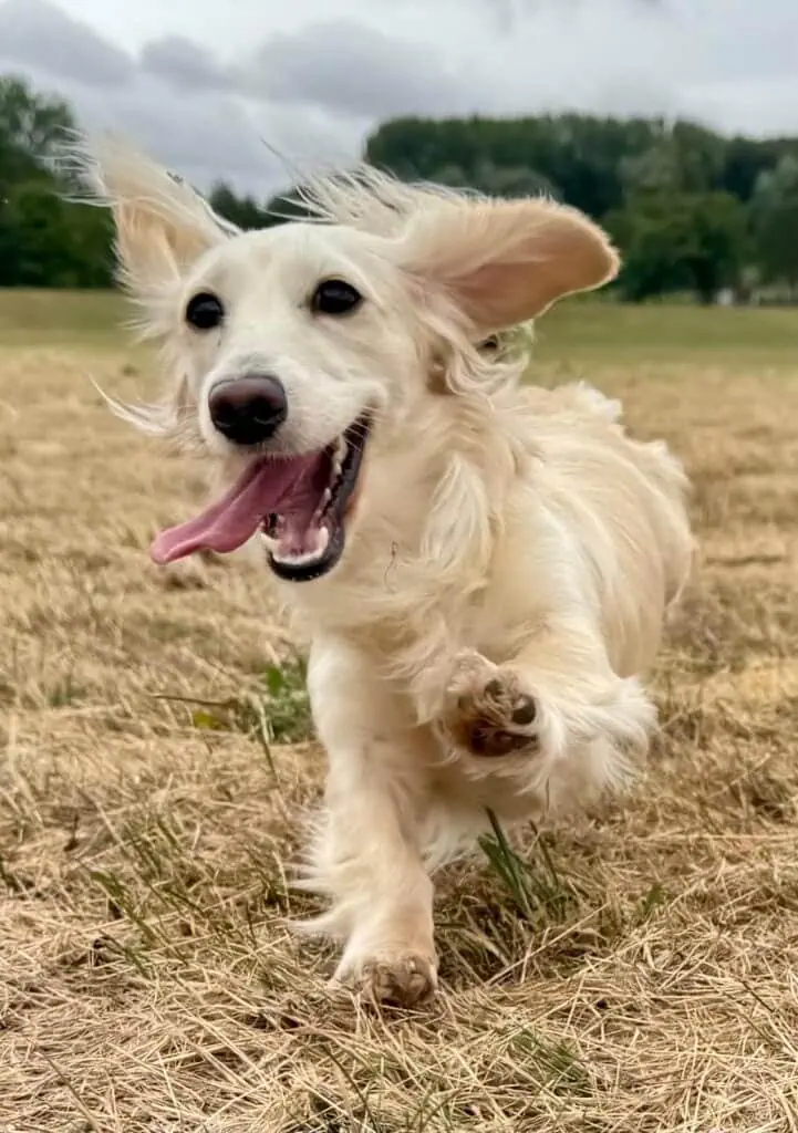 English Cream Miniature Dachshund puppy walking on our farm in Poland