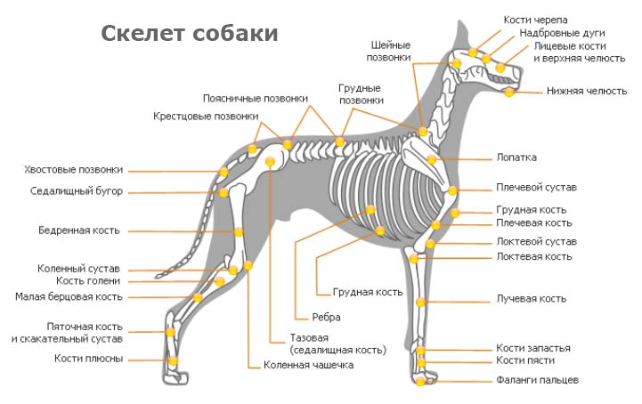 Эндоскелет - внутренний скелет Эндоскелет - внутренний скелет