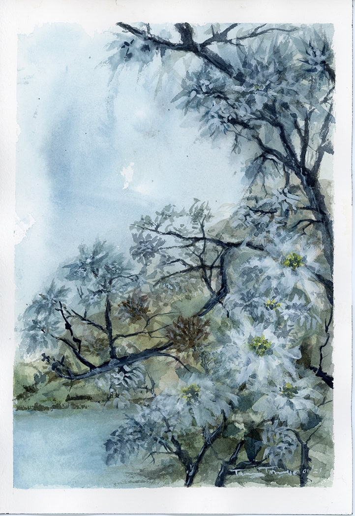 tropical tree with flowers