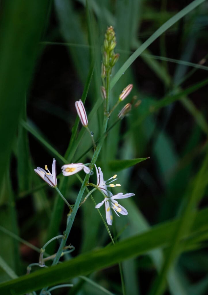 Trachyandra saltii