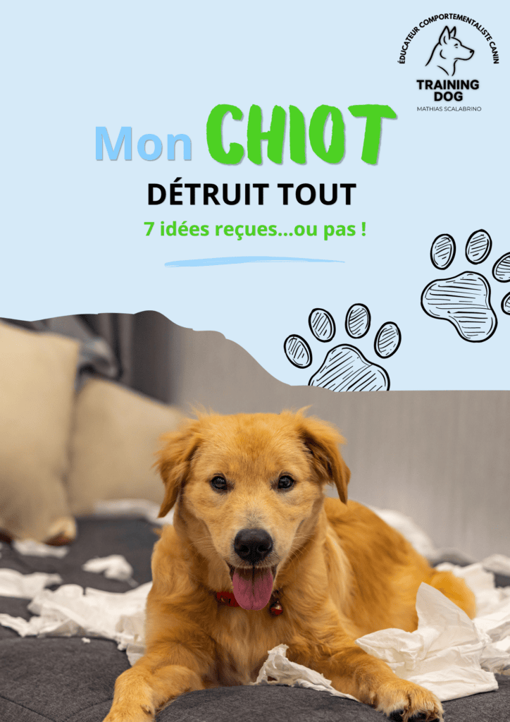 Couverture de la fiche PDF gratuite « Mon chiot détruit tout » de Training Dog sur les destructions chez le chiot.