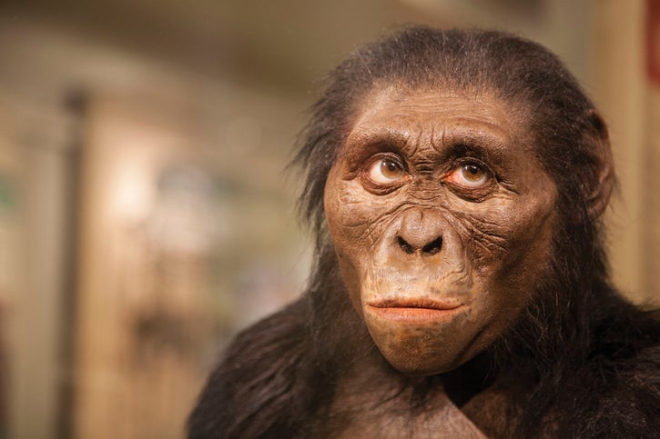 A reconstruction of Lucy