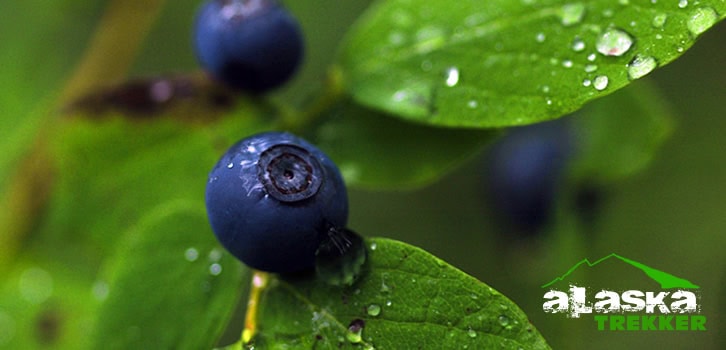 alaska_berry_picking